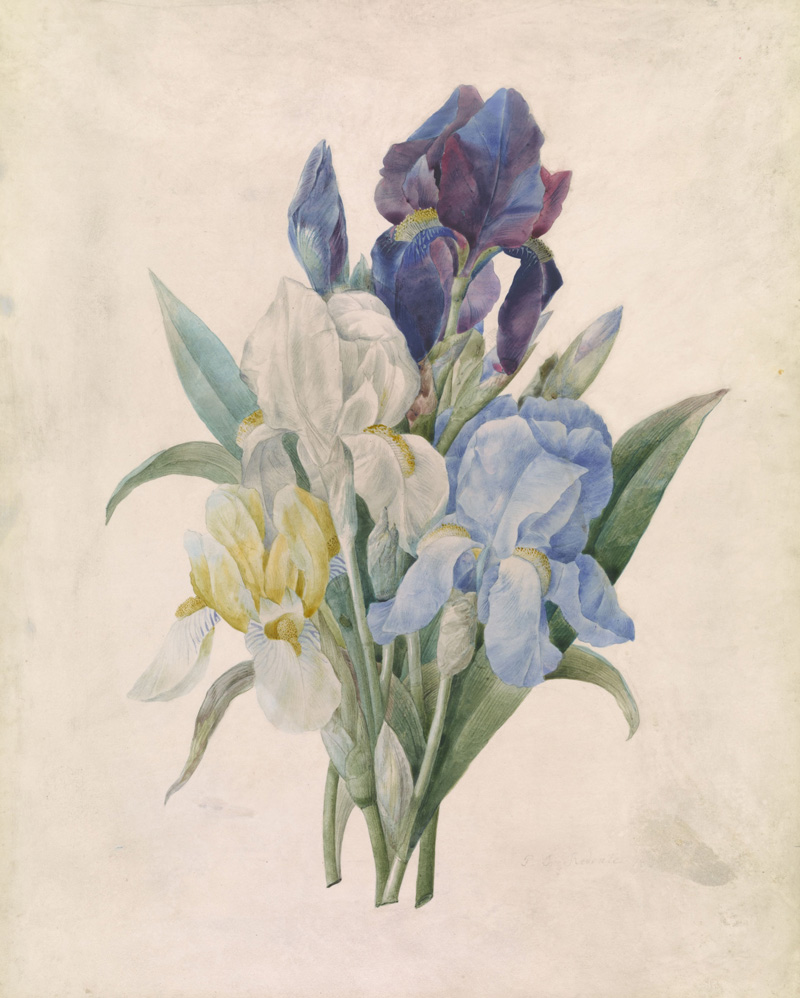 A blue iris, a geranium and a white poppy.jpg