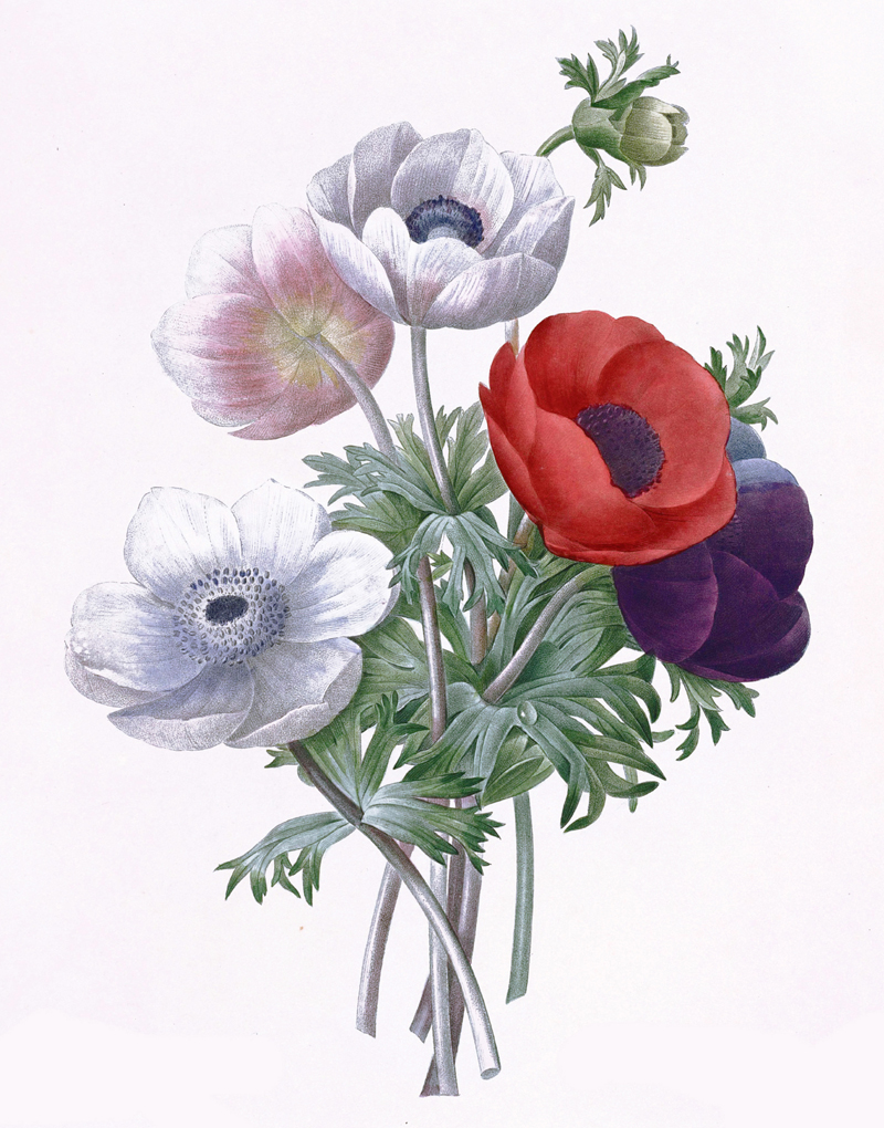anemone-illustration.jpg