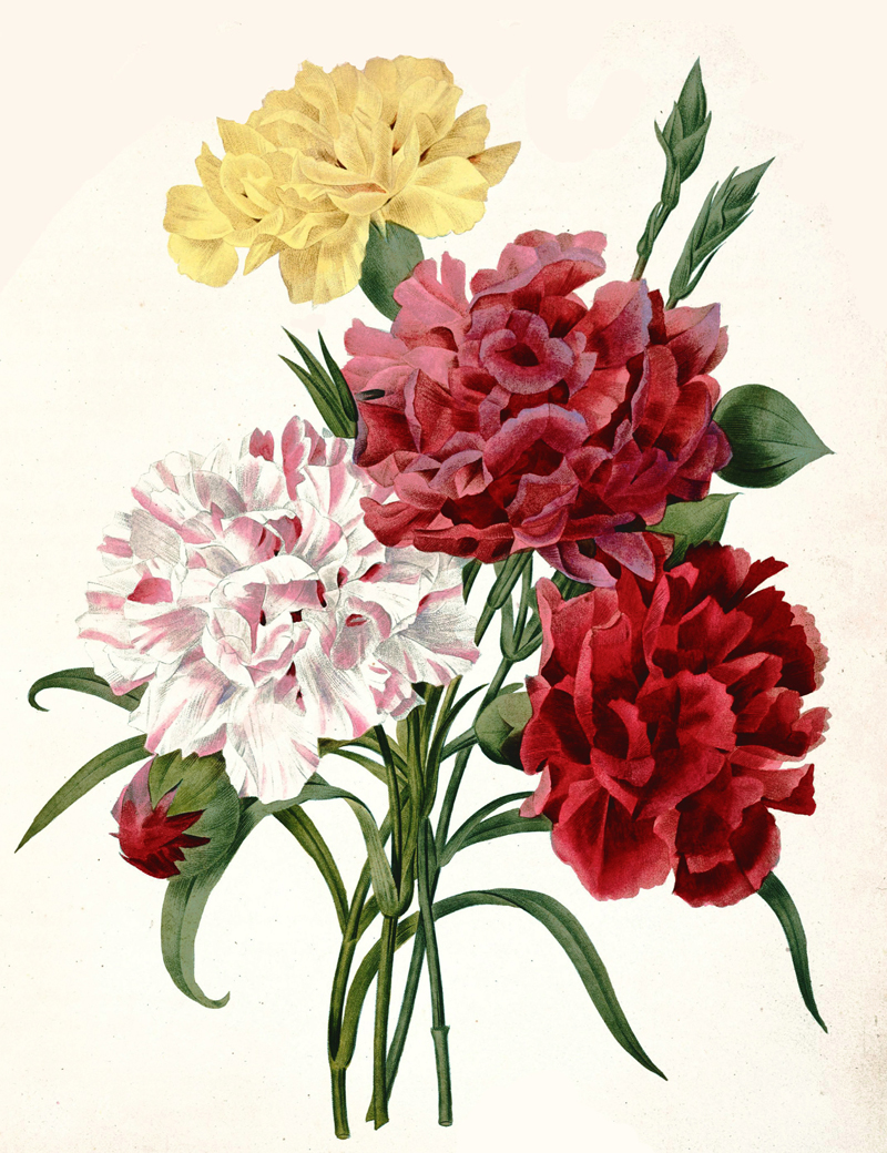 carnation-illustration.jpg