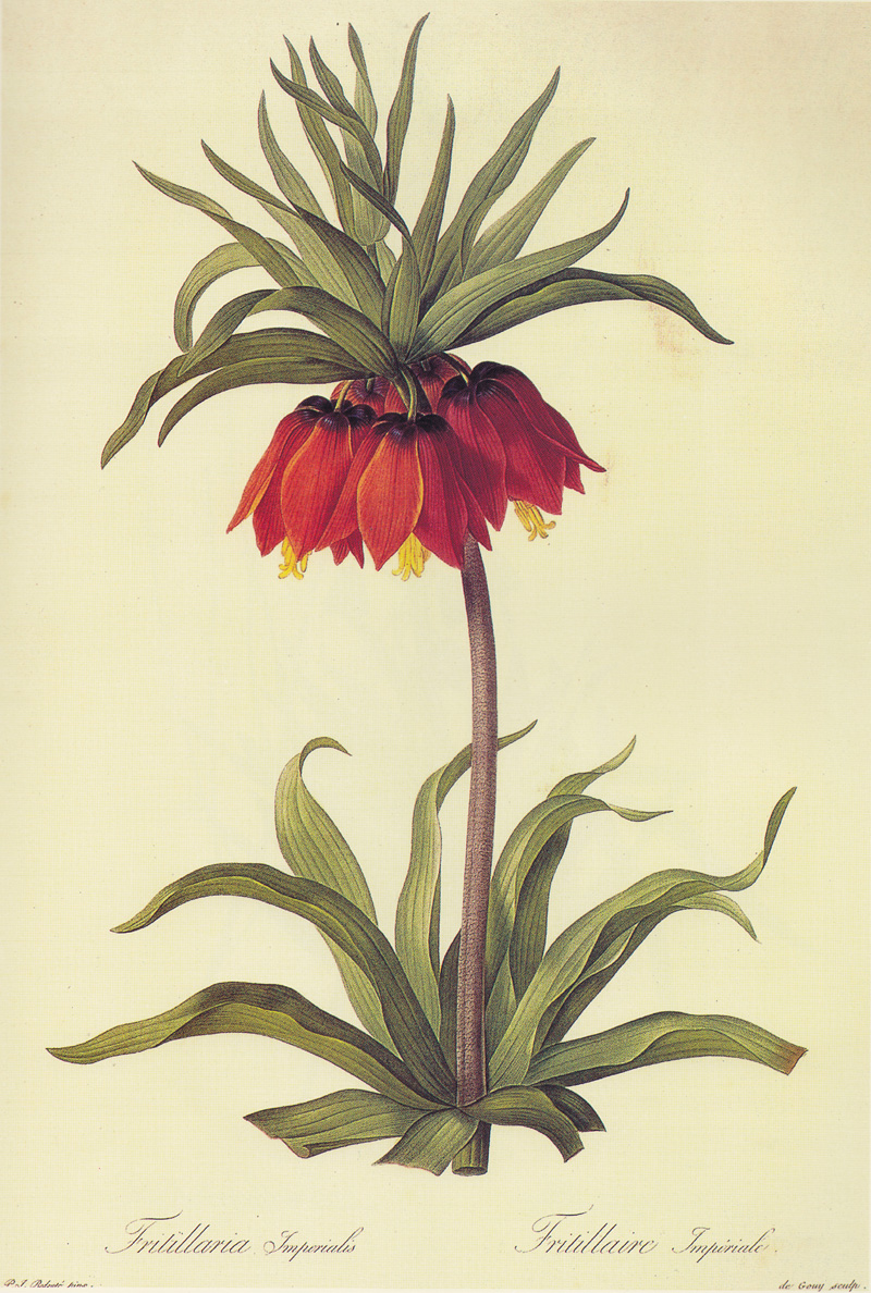 Fritillaria_imperialis_in_Les_liliacees.jpg