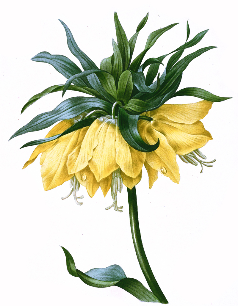 fritillaria-imperialis-illustration.jpg