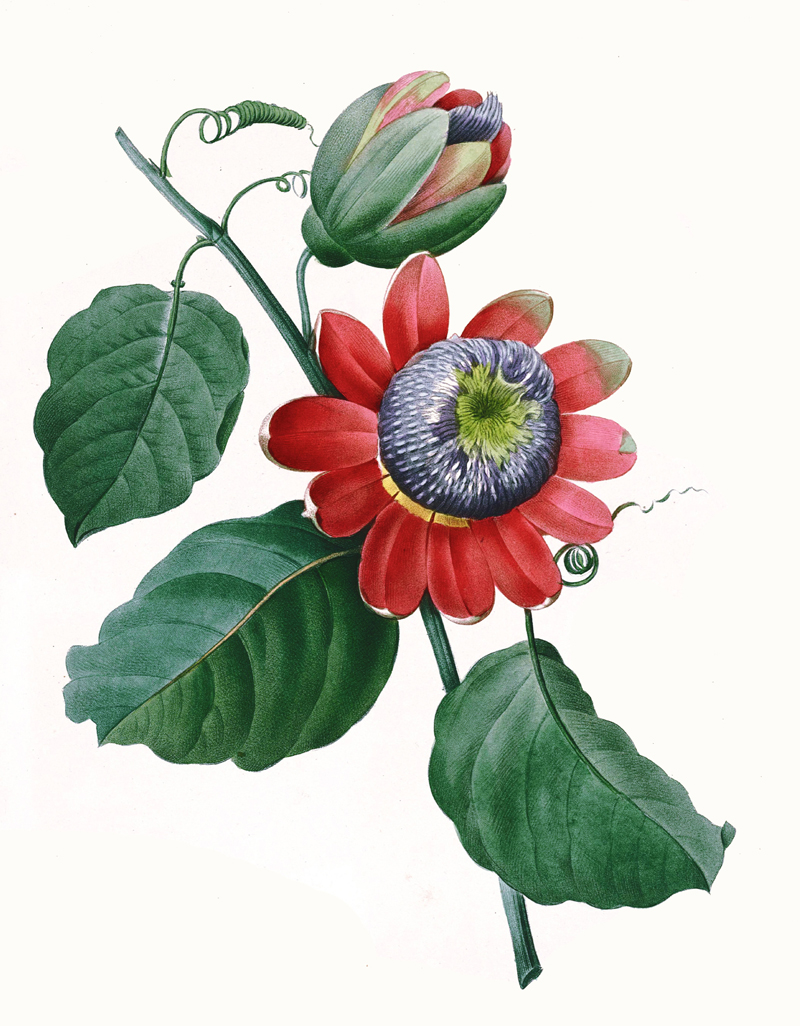 passionflower-illustration.jpg