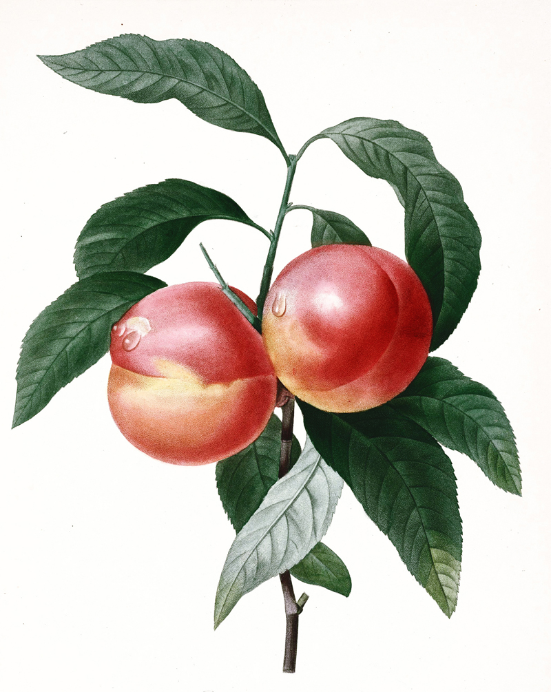 peach-illustration.jpg