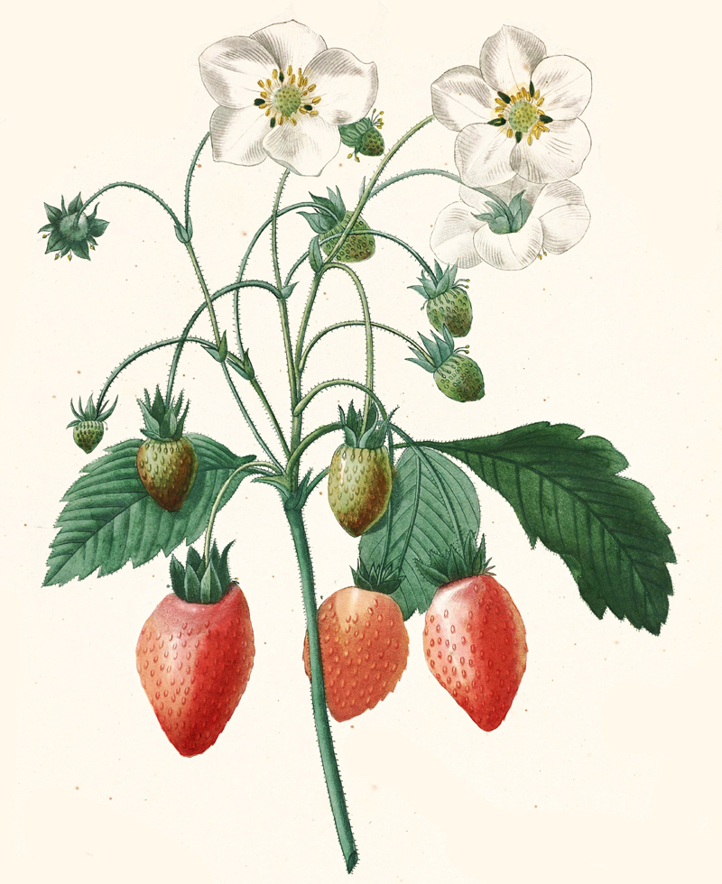 strawberry-illustration.jpg