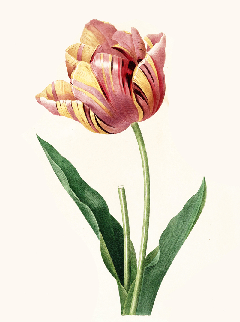 tulip botanical.jpg