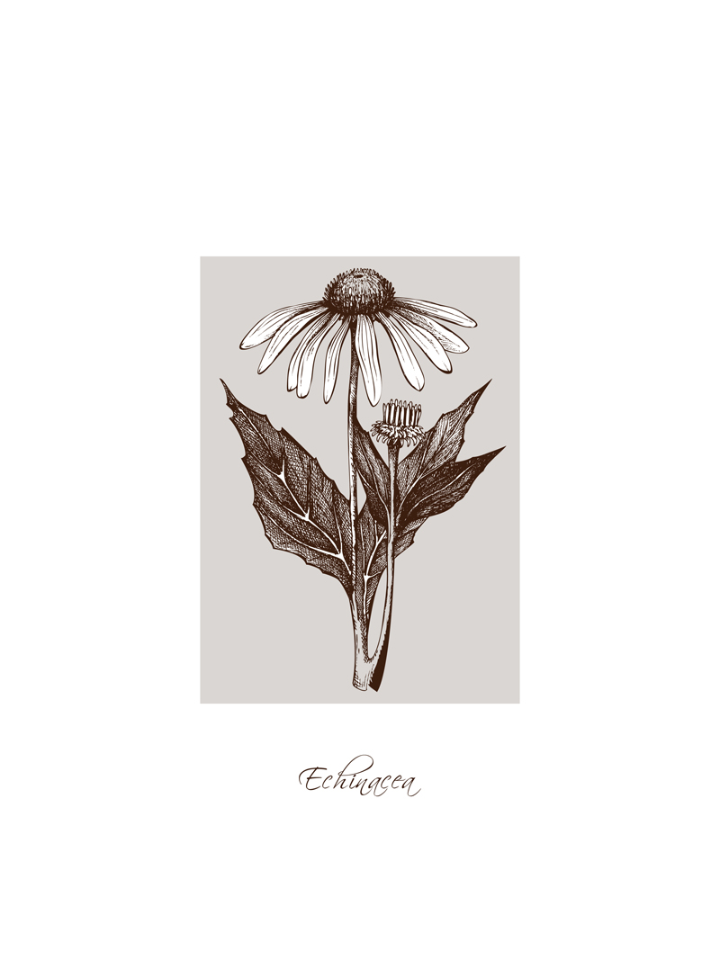 Echinacea No_1.jpg
