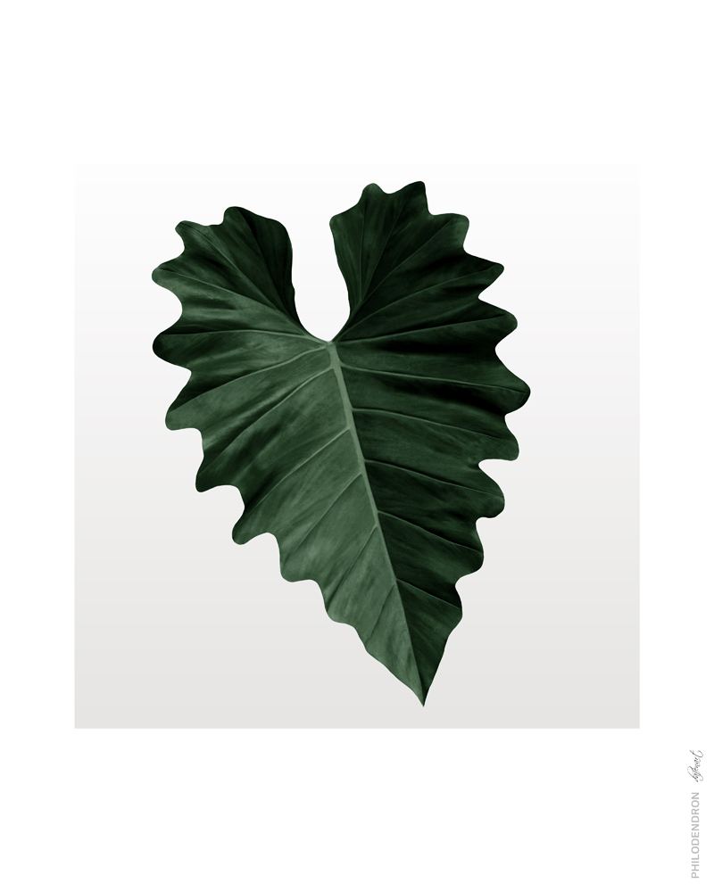 Philodendron No_1.jpg
