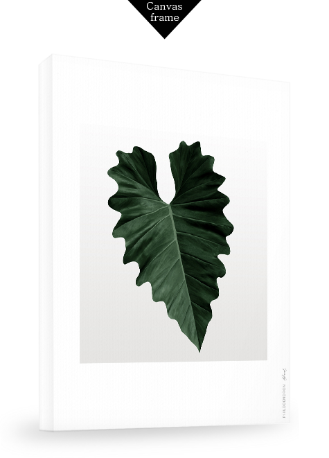 Philodendron No_1.png