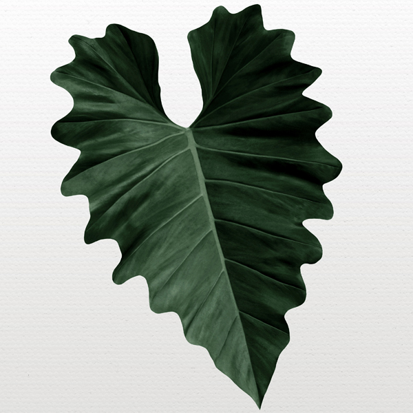 Philodendron No_1.jpg