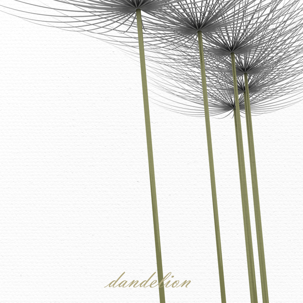 dandelion No_1.jpg