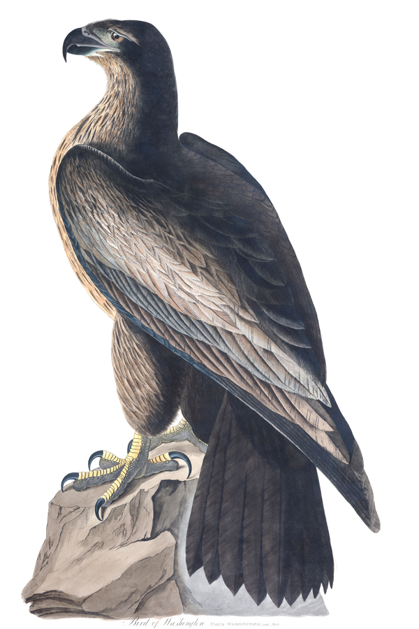 Cinereous vulture.jpg