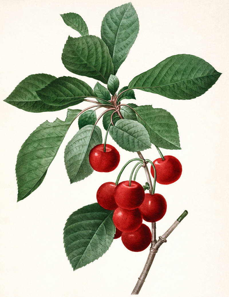 cherry-illustration.jpg